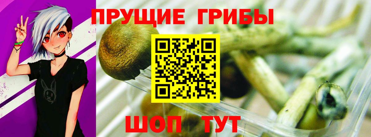 Галлюциногенные грибы Psilocybe Топки